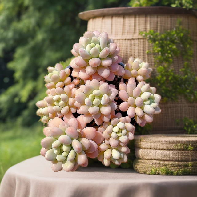 【鱼子酱】光头强空气多肉植物四季有状态皮实好养耐旱固定上盆种植