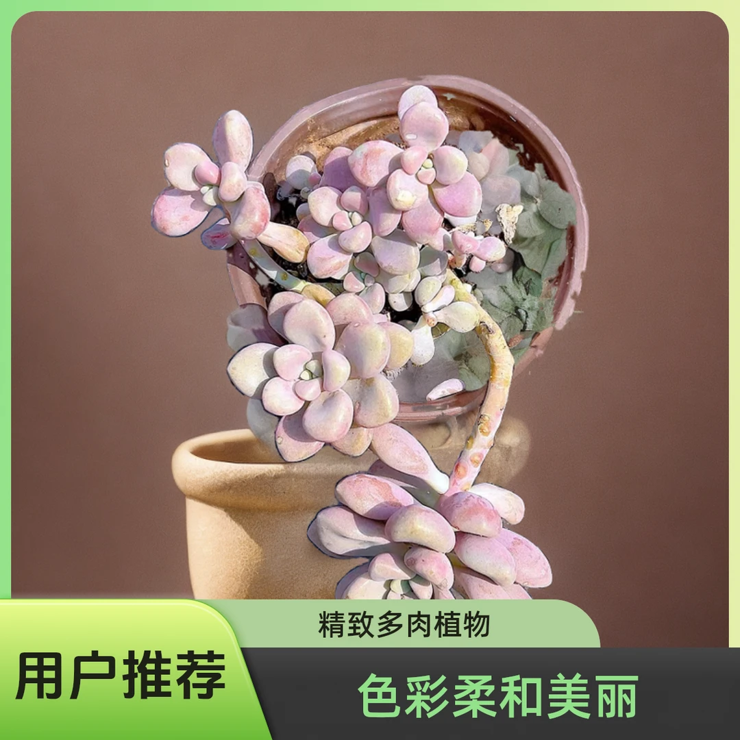 艾伦 光头强多肉植物散光上盆种植固定净化空气耐旱