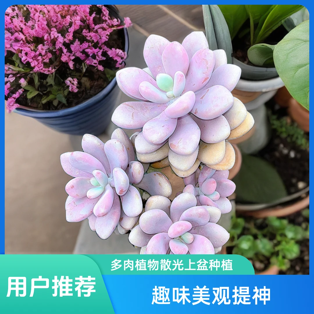 桃蛋 光头强多肉植物散光上盆种植固定净化空气耐旱