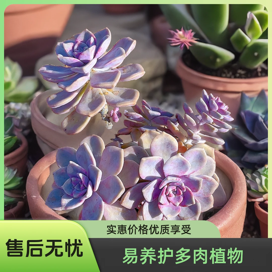 紫乐+美杏景+婴儿手指+陈梦露 散光上盆种植固定净化空气耐旱