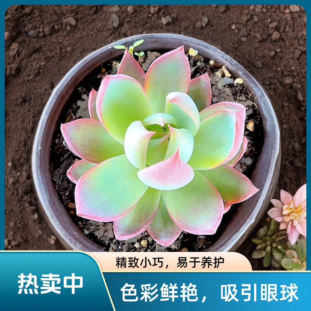 惊鸿仙子 光头强多肉植物散光上盆种植固定净化空气耐旱
