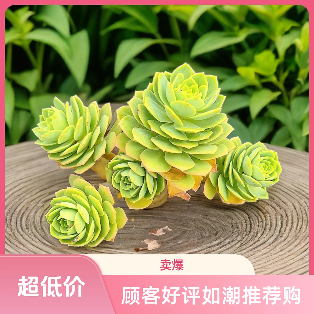 绿蔷薇 光头强多肉植物散光上盆种植固定净化空气耐旱