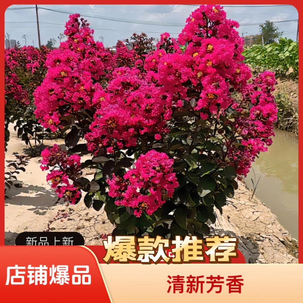 夏季开花优质保证美国天鹅绒红紫薇室内室外可种植耐热耐寒夏季