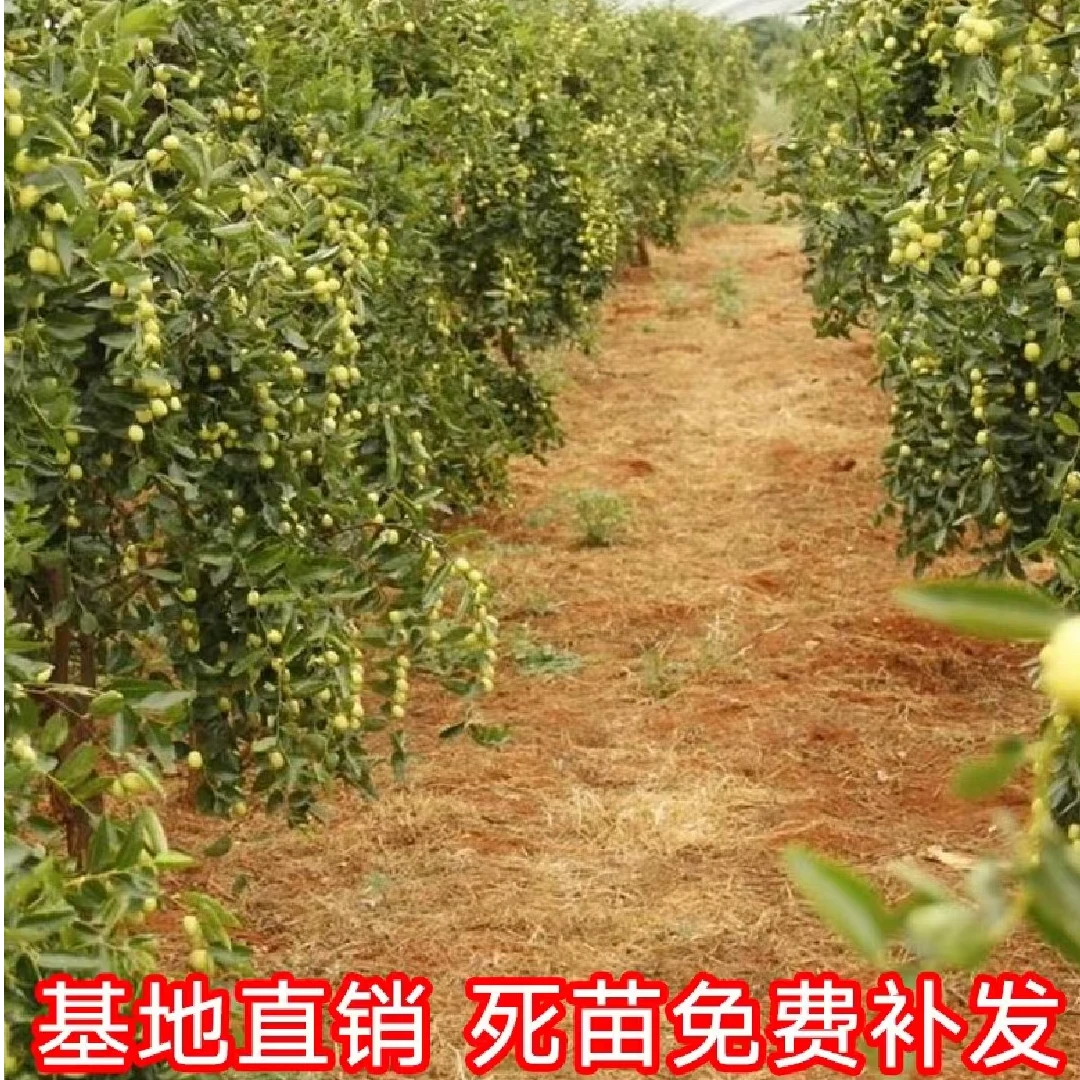 各种品种规格的基地直发枣树苗