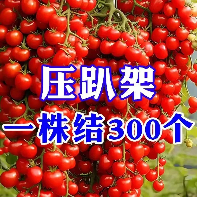 矮生西红柿苗,超甜小圣女果苗,大红西红柿苗,矮黑西红柿盆栽苗