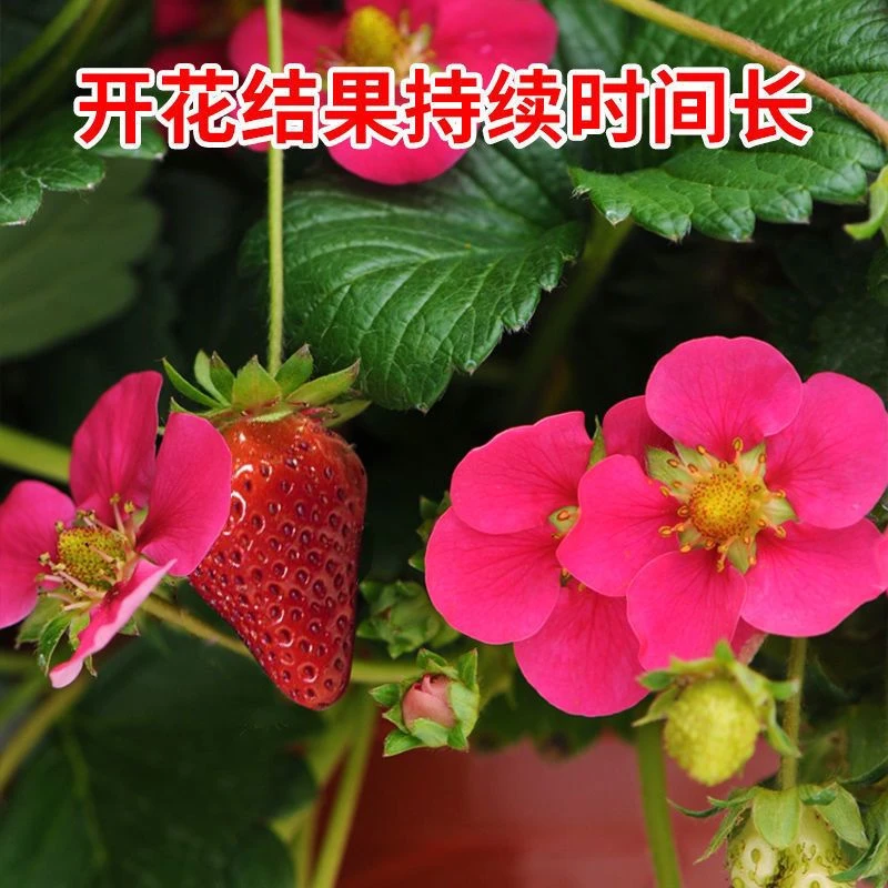 10厘米宽草莓盆栽