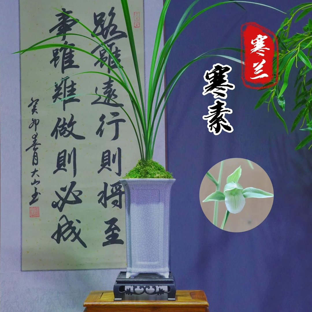 兰花寒兰[寒素]浓香型带陶瓷盆种好勤花勤芽好养易活