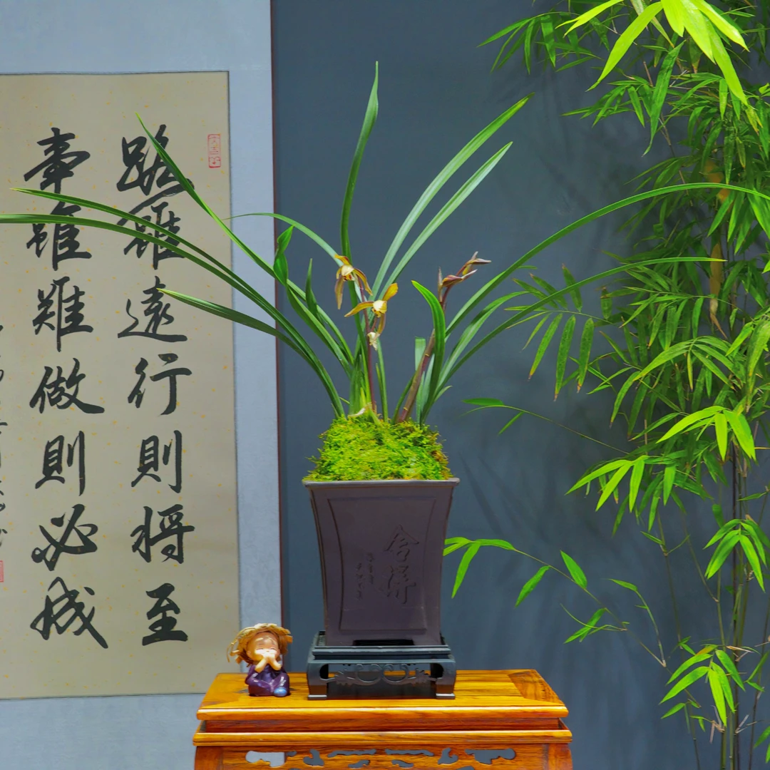 寒兰[醉妃]浓香型带舍得陶瓷盆种好勤花勤芽好养易活