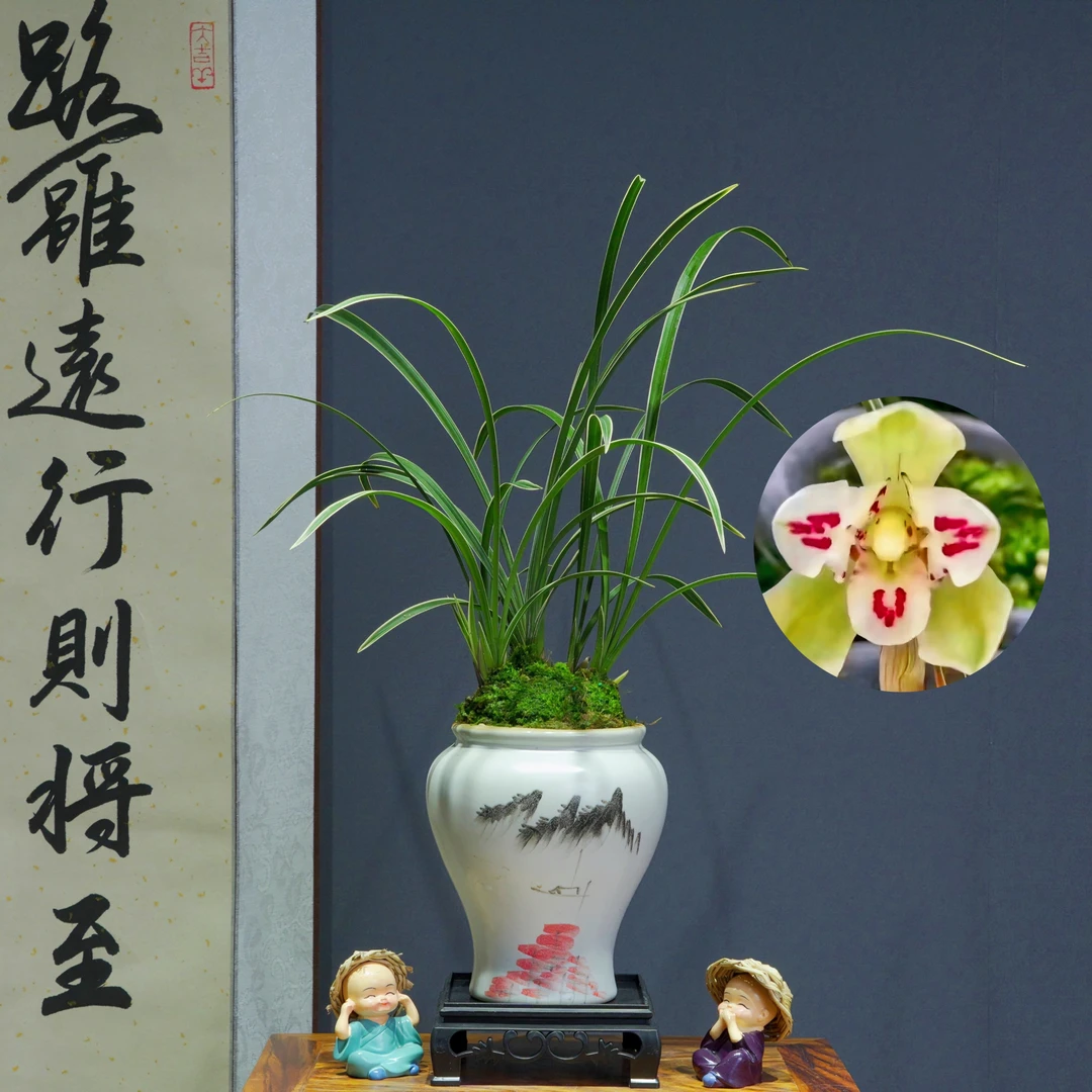 兰花春兰[星光大道]浓香型带陶瓷盆种好勤花勤芽好养易活