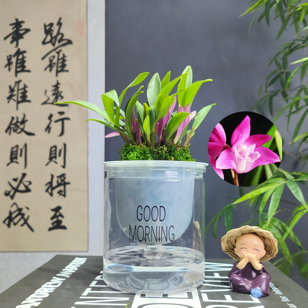 七彩香水石斜兰花四季好养绿植浓香型懒人水培植物净化空气易活
