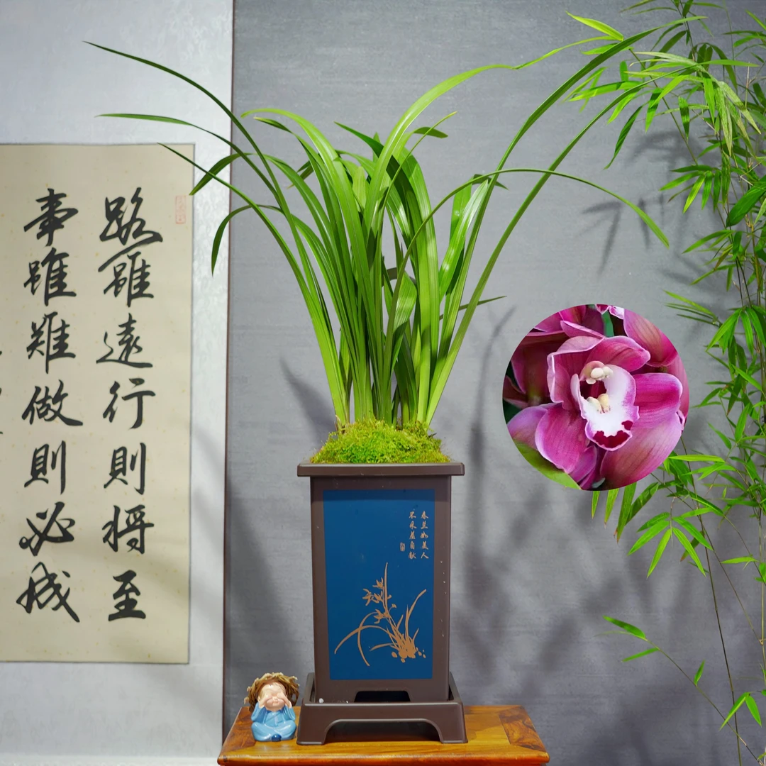 建兰兰花[国色天香]勤花勤芽带盆种好好养易活室内办公室客厅盆景
