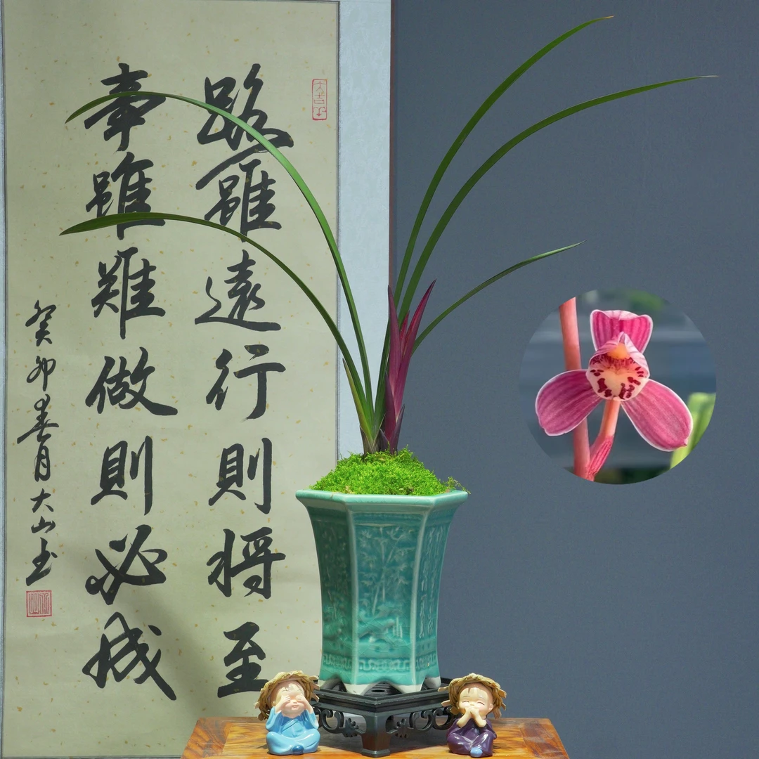 兰花[大红草红荷]好养活浓香型 2组含盆种好四季栽种种植漂亮养护