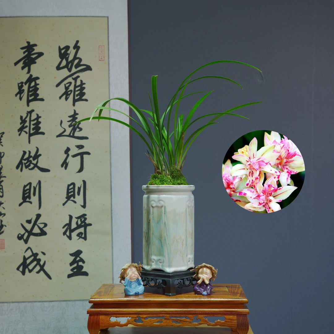 带花苞兰花[富山奇蝶]带白色笔筒盆种好适合新手好养易活