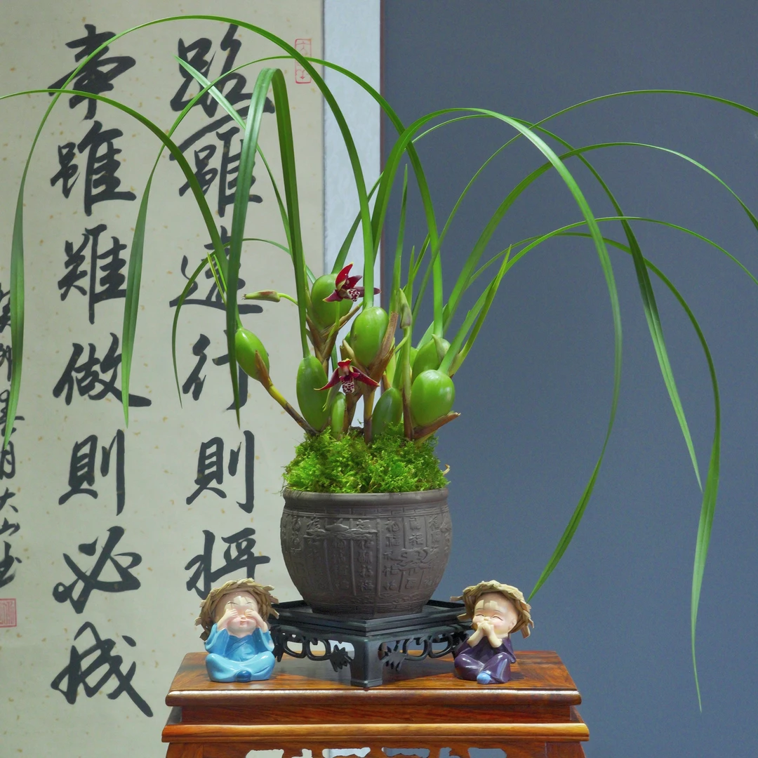 兰花[咖啡兰]浓香型带百福陶瓷盆种好勤花勤芽好养易活