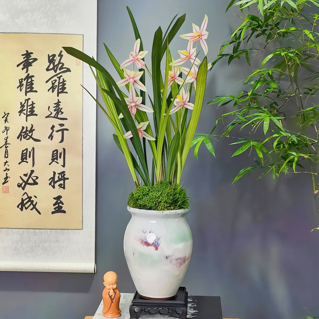 建兰名品:高山春色 浓香型 好养 室内客厅开花盆栽