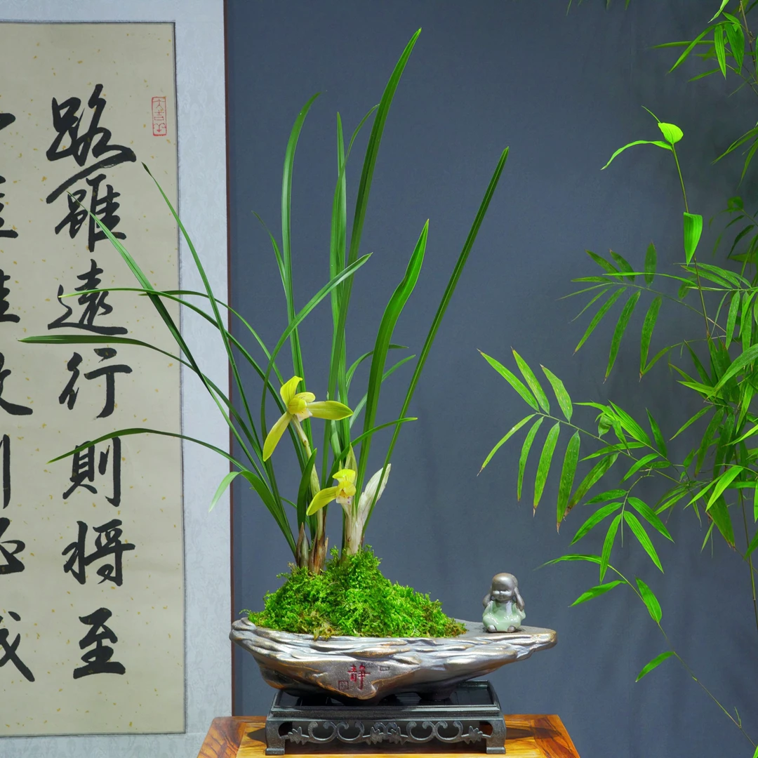 兰花[金荷鼎]浓香型带陶瓷盆种好勤花勤芽好养易活