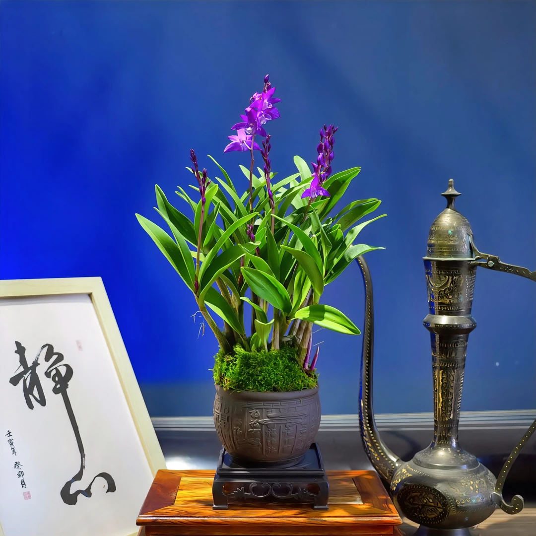 兰花[香水石斛兰]浓香型带福字陶瓷盆种好勤花勤芽好养易活
