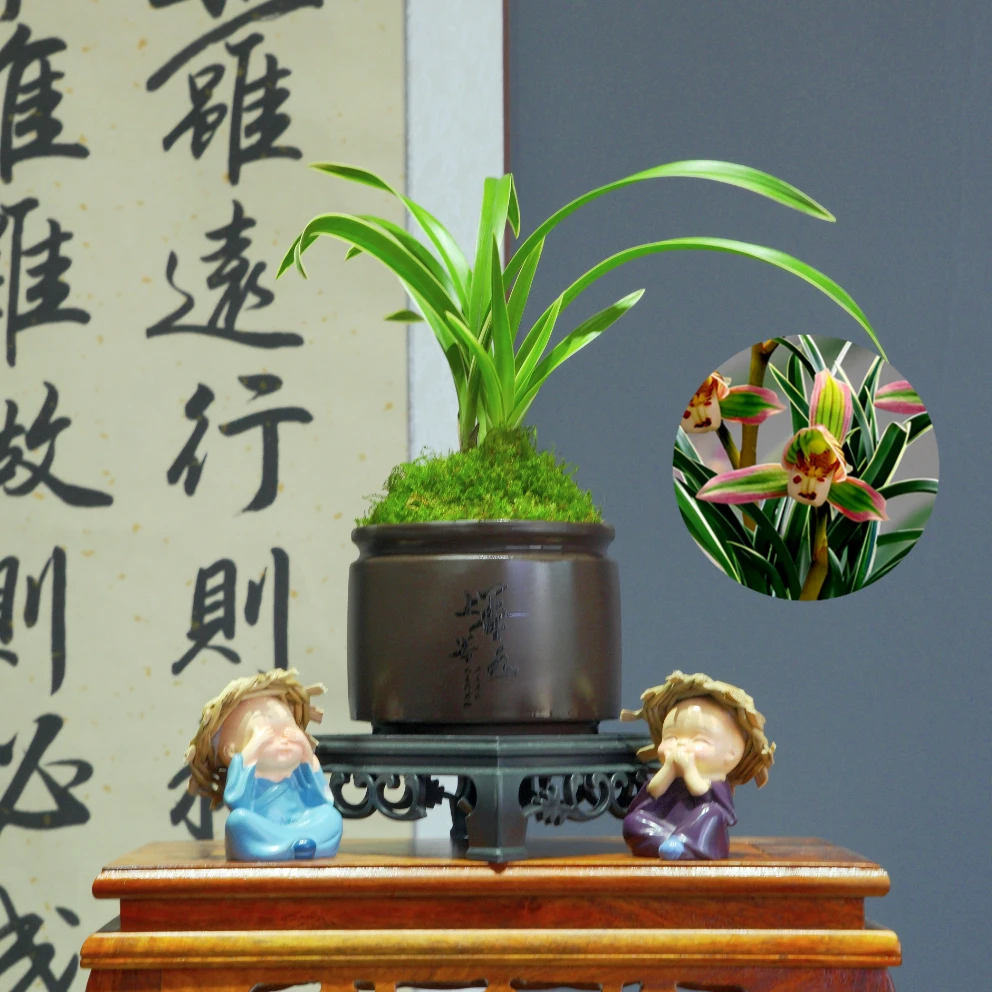 兰花[帝王妃]带棕色陶瓷盆种好适合新手好养易活
