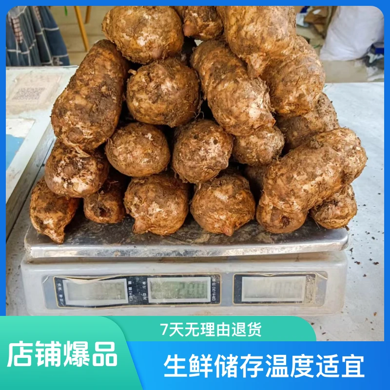 云南昭通小草坝天麻