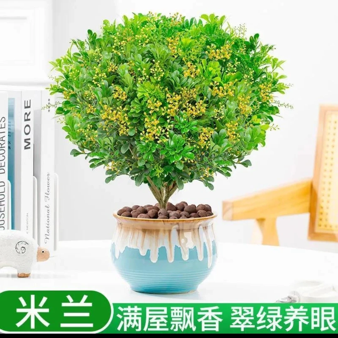 香水米兰花卉盆栽飘香翠绿