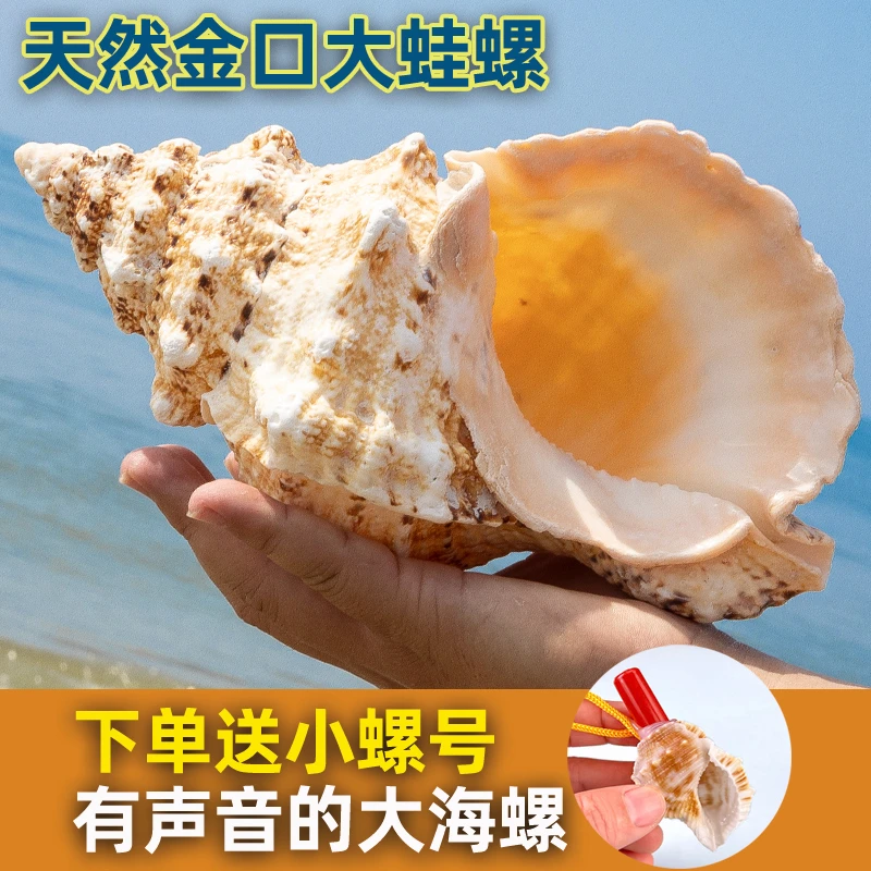 金口大白蛙螺天然海螺贝壳石号螺角鱼缸水族造景摆件家居拍摄收藏