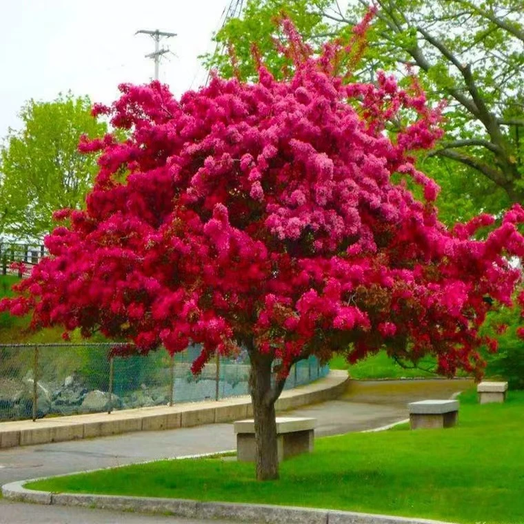 海棠树苗庭院地栽高杆西府垂丝北美海棠花盆栽四季开花卉耐寒植物