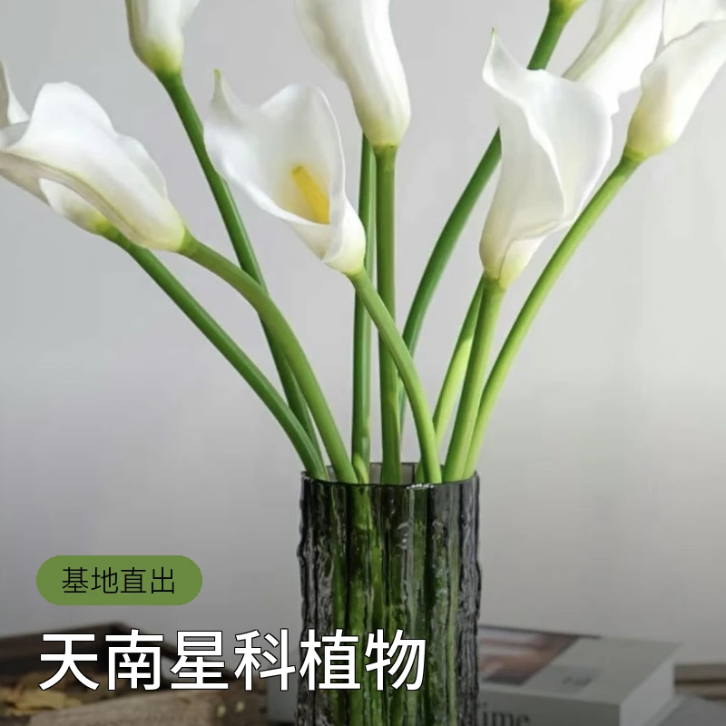 出售国产白色马蹄莲10支装(B级鲜切花60-70公分)基地直出