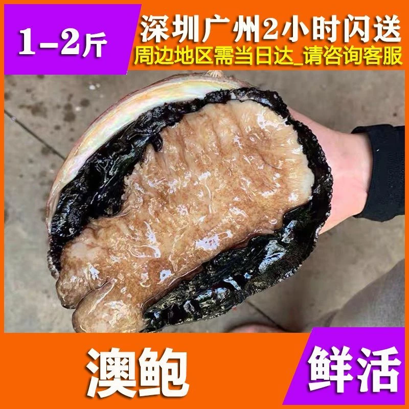 鲜活澳洲鲍鱼/野生大鲍鱼全国空运包鲜包肥1-2斤鲜嫩饱满大个肥美