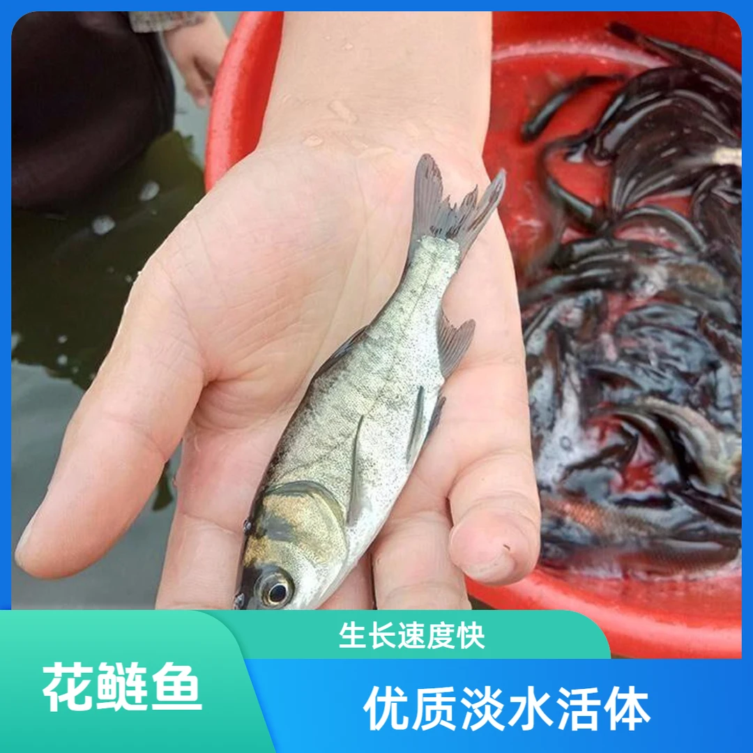 花鲢鱼超大鲢鳙超大大头鱼胖头鱼大头鱼淡水养殖鳙鱼饲料食用