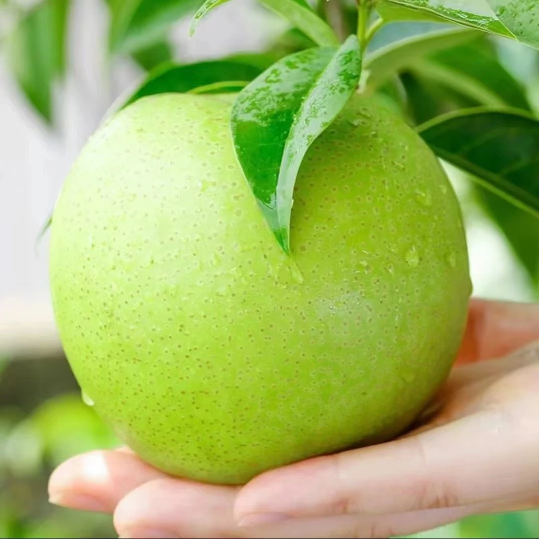 铺儿礼【脆甜多汁】帝乡苏翠一号梨4.5~5斤天然优质鲜嫩新鲜香甜