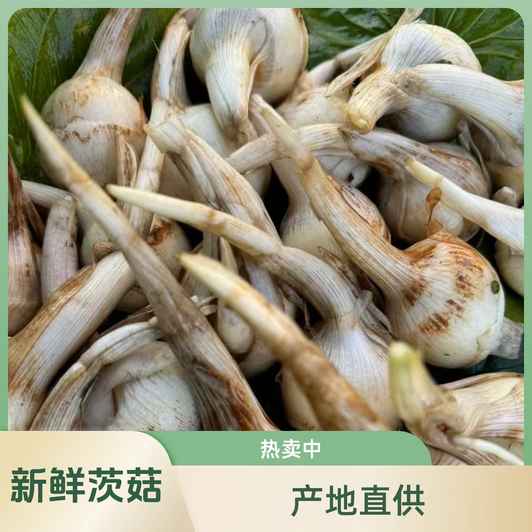 广西新鲜茨菇露天种植现挖蔬菜茨菇水鸡蛋