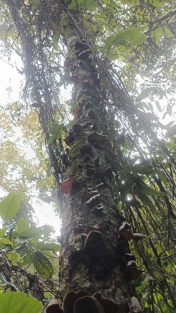 云南原始森林野生木耳500g