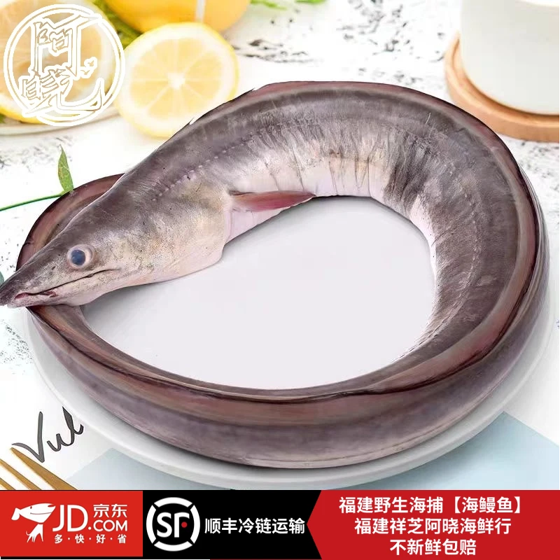 福建海钓【海鳗鱼】深海手钓鲜活冰冻渔船直供整条发顺丰或京东物流