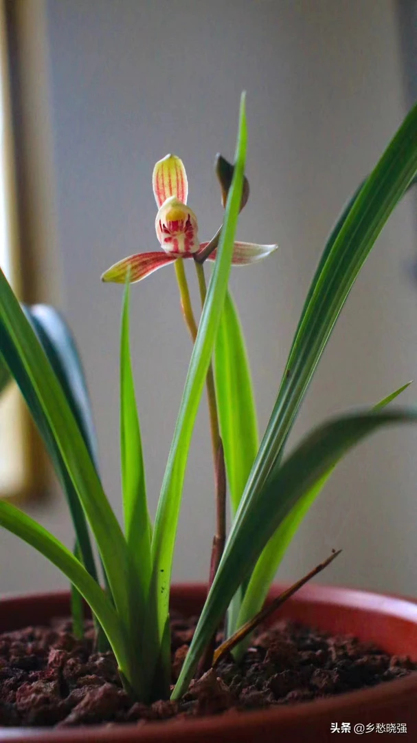 黔北春兰浓香型短叶新品种室内花卉盆栽