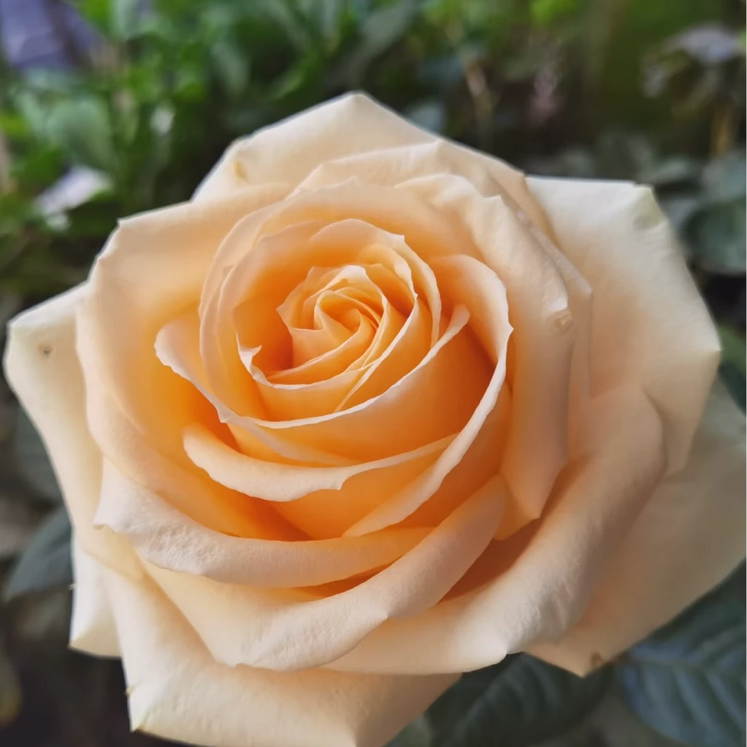 【蜜桃雪山】大花香槟色丰花勤花地栽盆栽室外阳台庭院