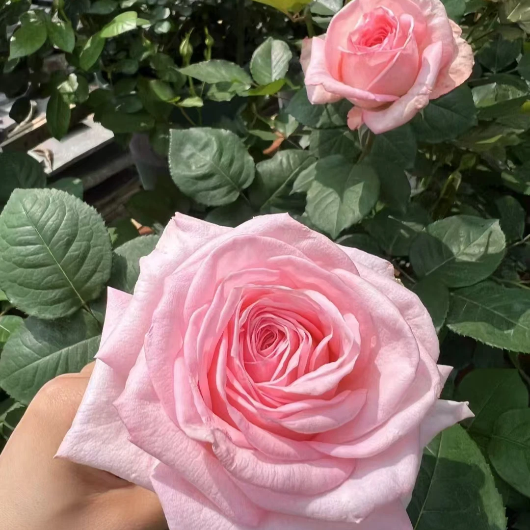 【粉荔枝】粉色浓香大花地栽盆栽室外阳台庭院