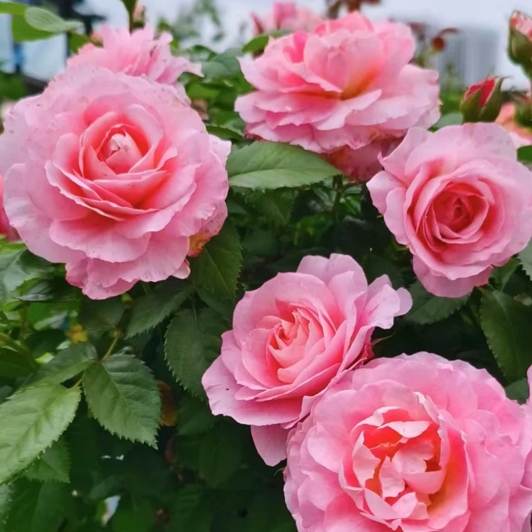 【海神王】粉色大花丰花勤花地栽盆栽室外阳台庭院