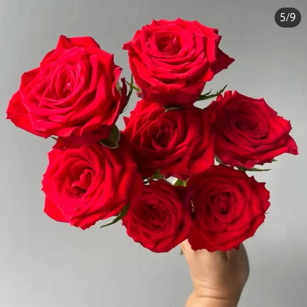 【高原红】红色大花地栽盆栽室外阳台庭院