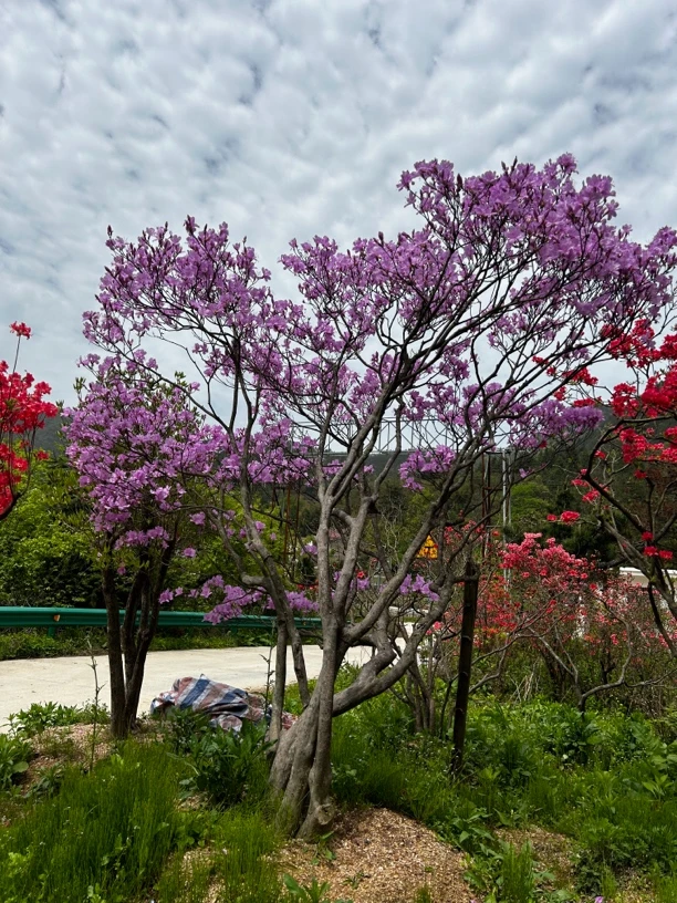 大别山先花后叶映山紫