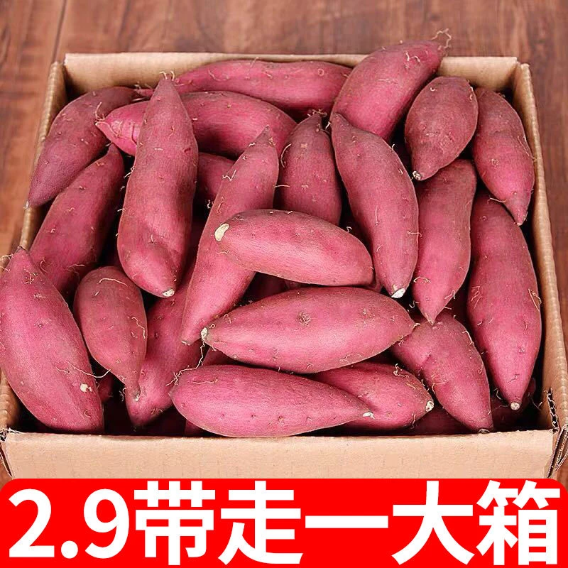 【抢购中】新鲜沙地红薯西瓜红蜜薯地瓜1-9斤番薯蔬菜水果板栗薯