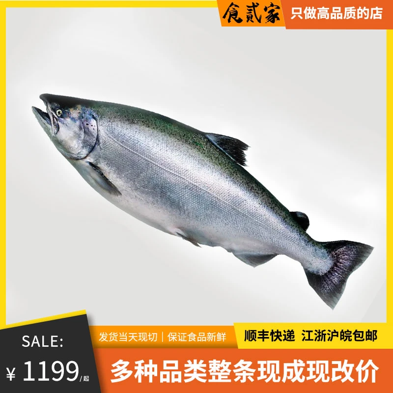 【严选新鲜挪威三文鱼一条原鱼】整条可分割免费代加工重量12-14斤