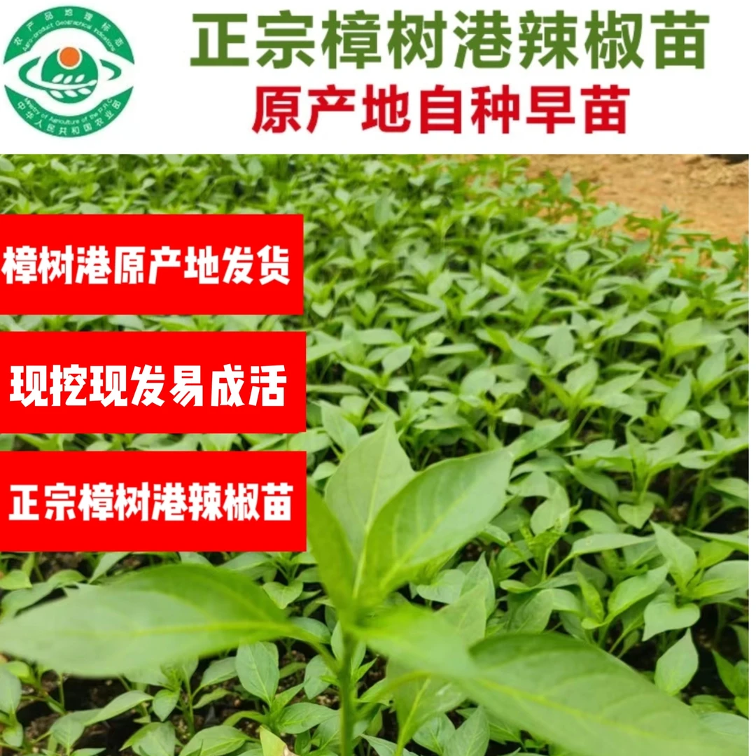 正宗樟树港辣椒苗 湖南辣椒 原产地 阳台盆栽 地栽