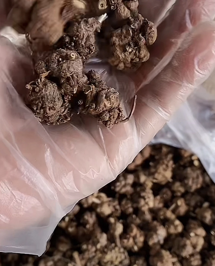 临时代拍链接-消刘果（可搭配生姜食用