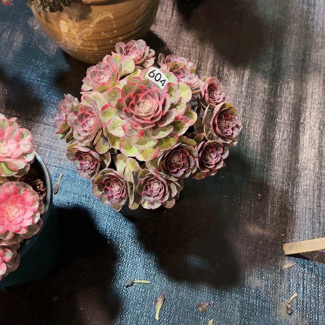 ?****?604多肉法师锦1111