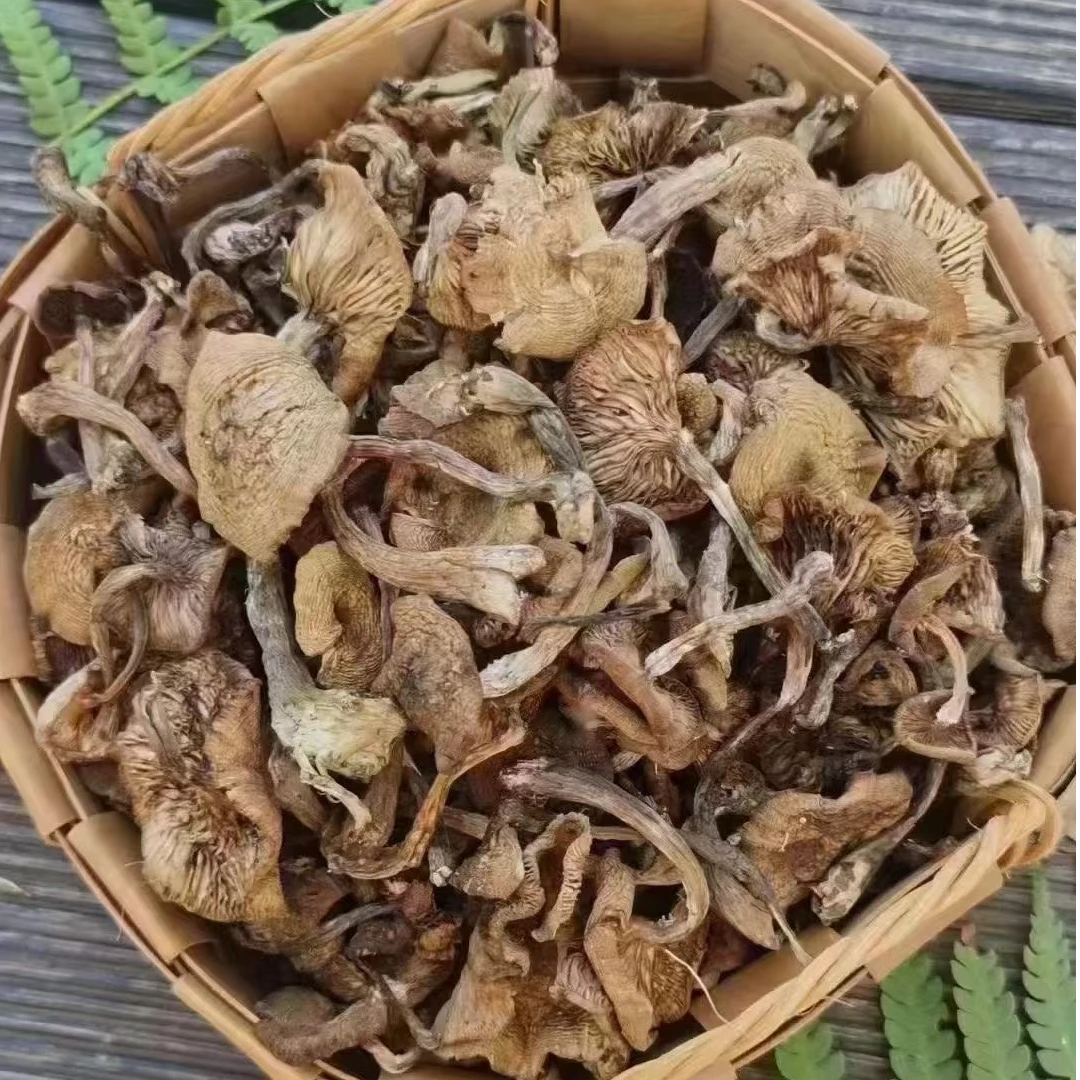 【榛蘑】长白山榛蘑 东北榛蘑  250克/500克
