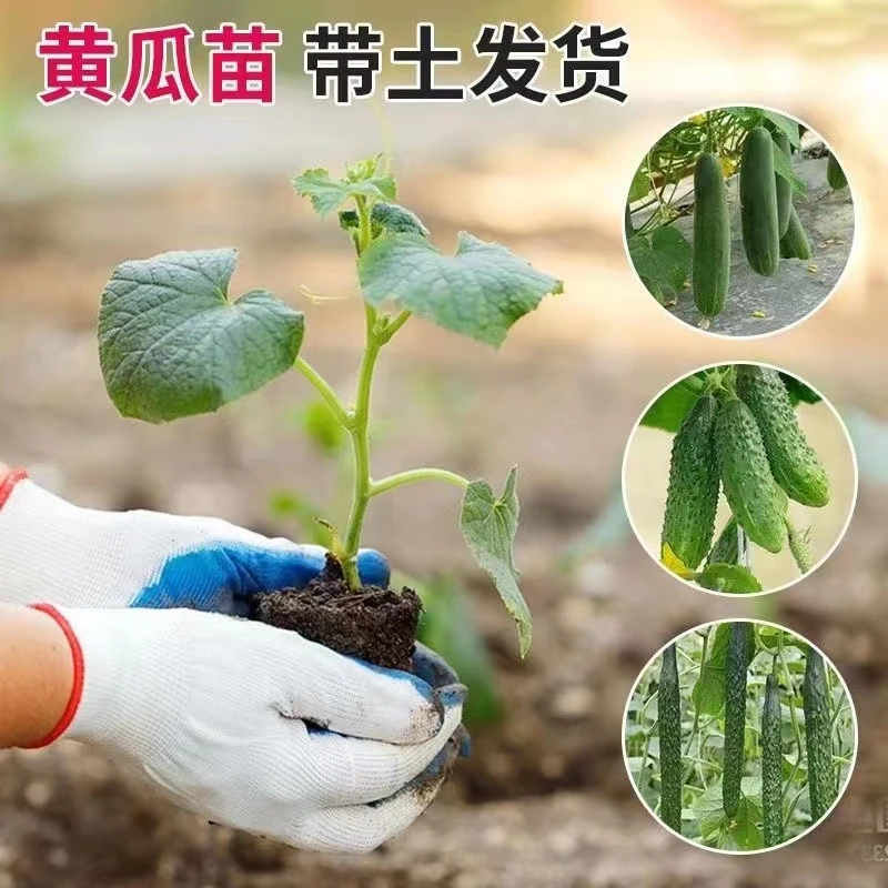 黄瓜苗水果黄瓜苗阳台盆栽黄瓜秧苗四季早熟地爬盆栽蔬菜秧苗