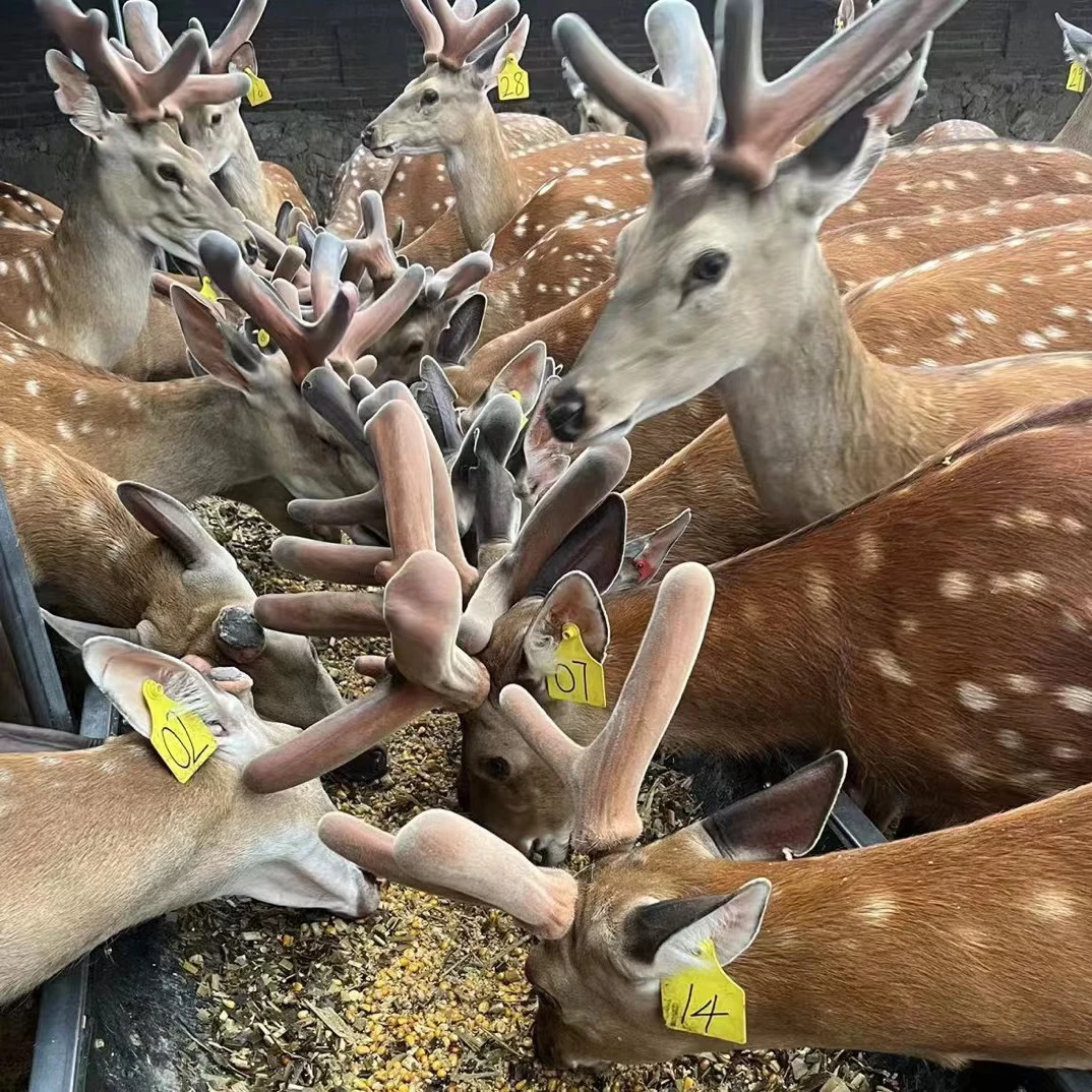 鹿茸 梅花鹿 农家散养梅花鹿（改价链接)顺丰空运包邮