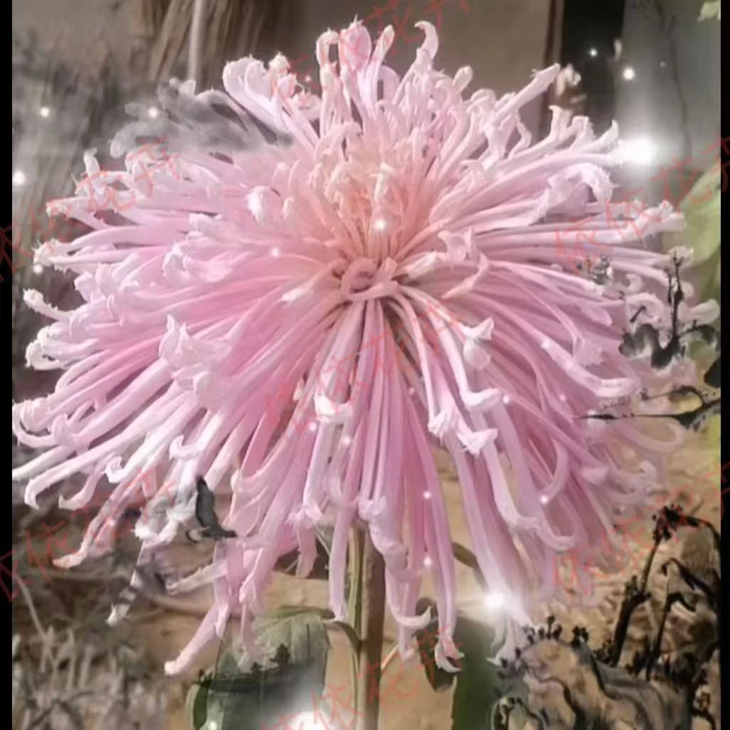 【泉乡火花】稀有品种丝菊粉色仙气飘飘超大花型菊花新品种