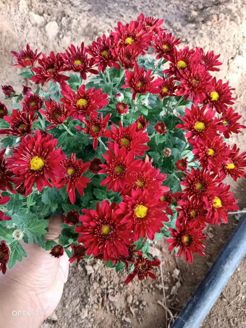 【红色千头菊】盆栽千头菊花四季菊花盆栽多年生宿根植物