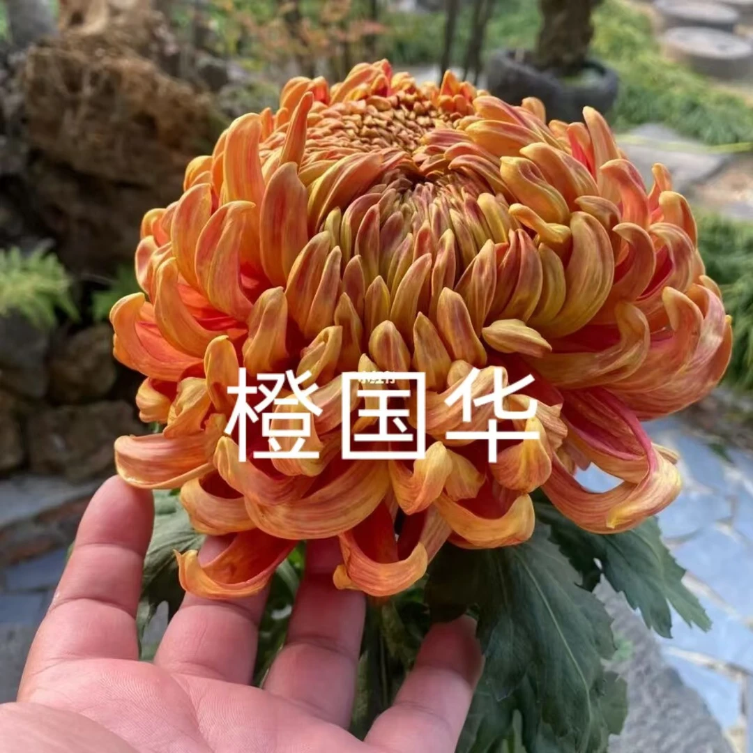 【橙国华】稀有品种超大花型九月菊观赏型花卉多年生宿根